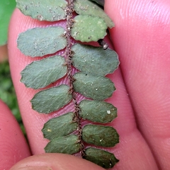 Pellaea rotundifolia