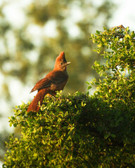 Pseudoseisura lophotes
