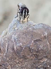 Copestylum fornax