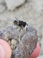 Copestylum fornax