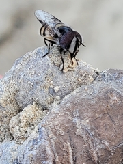 Copestylum fornax