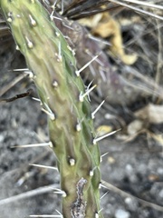 Opuntia pubescens