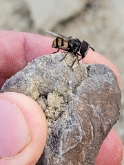 Copestylum fornax