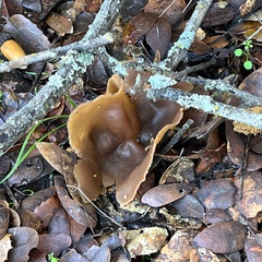 Phylloscypha phyllogena