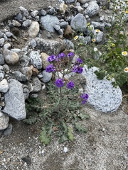 Phacelia crenulata ambigua