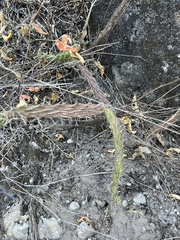 Opuntia pubescens