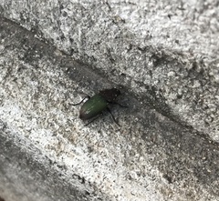 Neoaulacoryssus speciosus