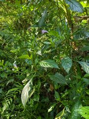 Strobilanthes cusia