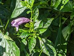 Strobilanthes cusia