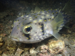 Dicotylichthys punctulatus