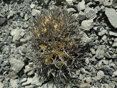 Lignocarpa carnosula