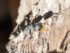 Myrmecia pilosula