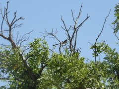 Tyrannus savana