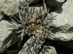 Lignocarpa carnosula