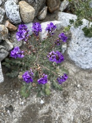 Phacelia crenulata ambigua