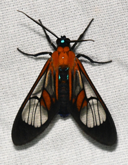 Cosmosoma achemon