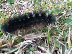 Hypercompe scribonia