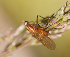 Empidinae