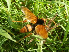 Cryptocheilus bicolor