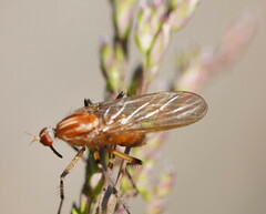 Empidinae