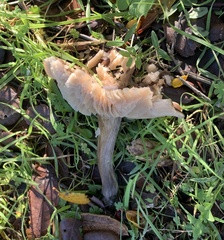 Entoloma ferruginans
