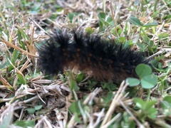 Hypercompe scribonia