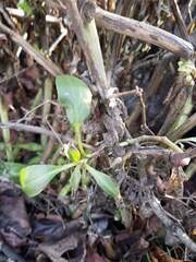 Grindelia integrifolia