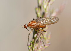Empidinae