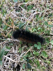 Hypercompe scribonia