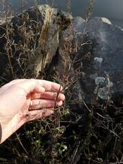Grindelia integrifolia