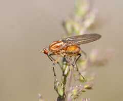 Empidinae