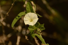 Convolvulus crenatifolius