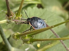 Chlorochroa