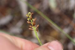 Genoplesium pumilum