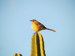 Mimus polyglottos