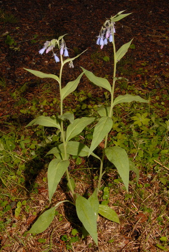 Tall Bluebell