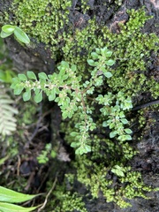 Pilea microphylla