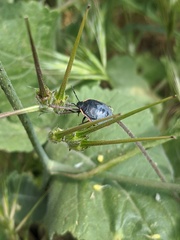 Chlorochroa
