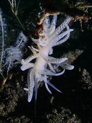 Phyllodesmium iriomotense