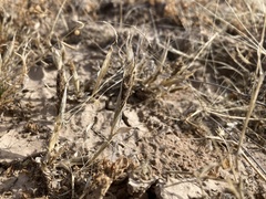 Tragus berteronianus