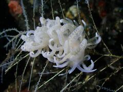 Phyllodesmium iriomotense
