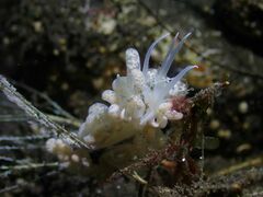 Phyllodesmium iriomotense