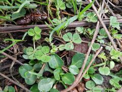 Medicago lupulina