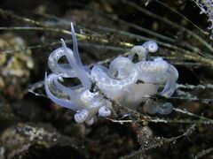 Phyllodesmium iriomotense