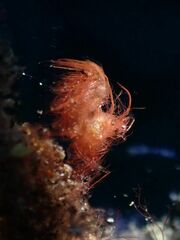 Phycocaris simulans
