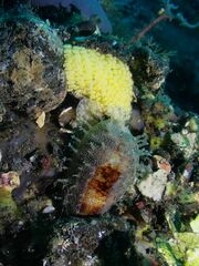 Erronea cylindrica