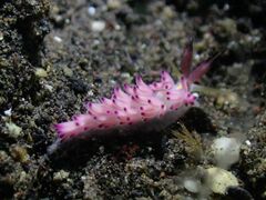 Favorinus mirabilis