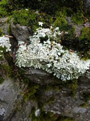 Xanthoparmelia cumberlandia