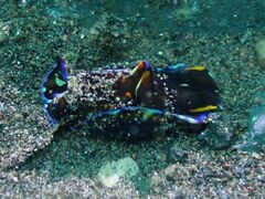 Philinopsis speciosa