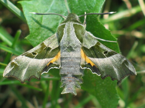 Willowherb Hawkmoth